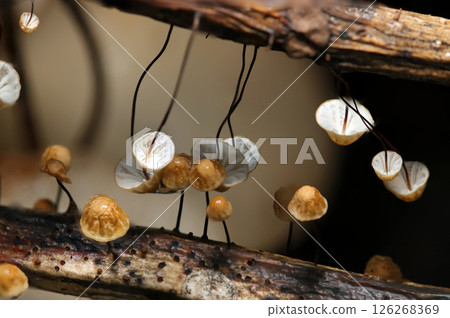 Small Aokibatake mushrooms growing on rotten branches in a spring forest (front and back comparison, macro strobe photography in natural environment) 126268369