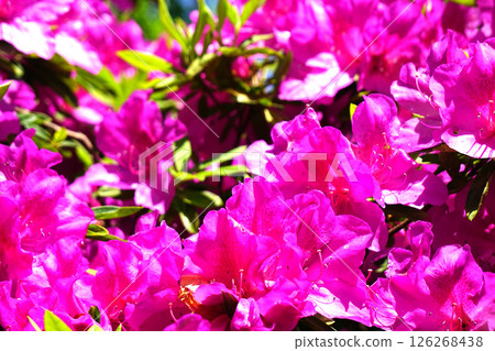 Great purple azalea 126268438