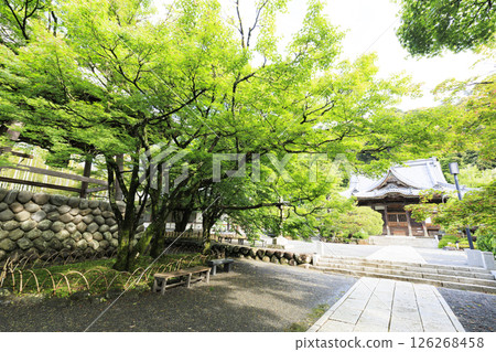 Spring at Shuzenji Temple in Shuzenji Spring at Shuzenji Temple in Shuzenji 126268458