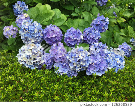 Light blue-purple hydrangea flowers Light blue-purple hydrangea flowers 126268589