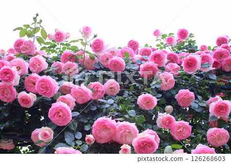 Pierre de Ronsard Roses at Ashikaga Flower Park, Ashikaga City 126268603
