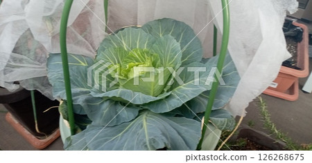 Insect repellent nonwoven fabric and cabbage cultivation in a planter 126268675