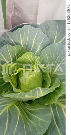 Insect repellent nonwoven fabric and cabbage cultivation in a planter Insect repellent nonwoven fabric and cabbage cultivation in a planter 126268676