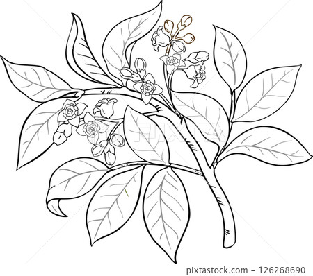 Sandalwood Branch with Flowers and Leaves Outline Illustration. 126268690