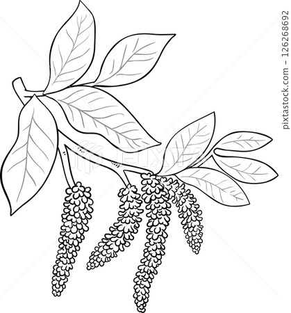 Walnut Branch Outline Illustration. 126268692