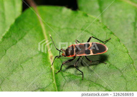 A giant stink bug with a red border on a black background on a leaf (strobe macro photography in a natural environment) A giant stink bug with a red border on a black background on a leaf (strobe macro photography in a natural environment) 126268693