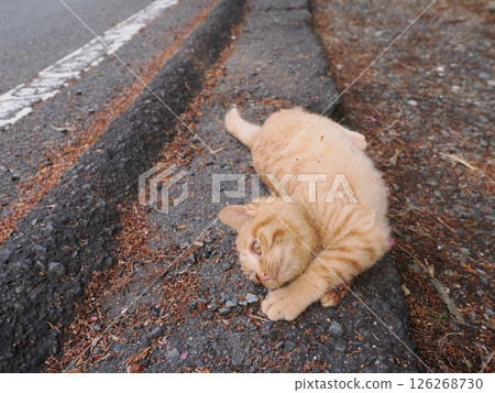 可愛的小貓在冰冷的地面上伸展身體 可愛的小貓在冰冷的地面上伸展身體 126268730