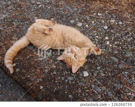 可愛的小貓在冰冷的地面上伸展身體 126268739
