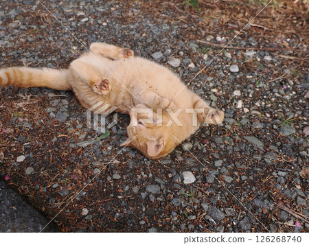 可愛的小貓在冰冷的地面上伸展身體 126268740