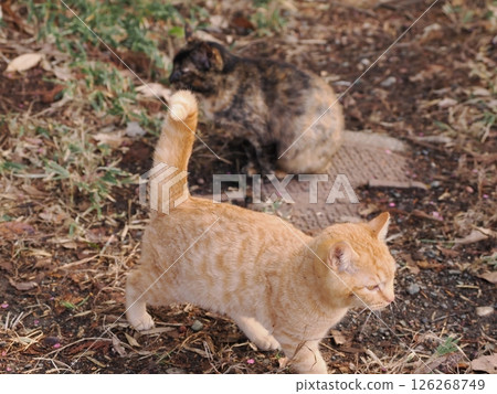 Cute kitten stretching on the cold ground Cute kitten stretching on the cold ground 126268749