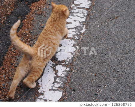 Cute kitten stretching on the cold ground 126268755