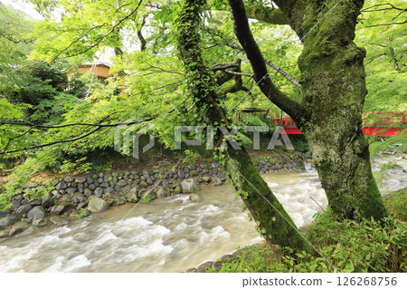 修善寺溫泉竹林小徑 126268756