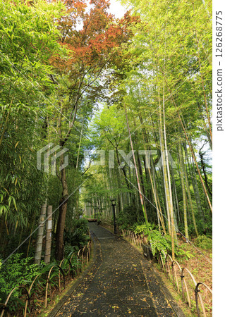 Bamboo Forest Path in Shuzenji Onsen Bamboo Forest Path in Shuzenji Onsen 126268775