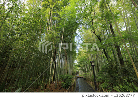 修善寺溫泉竹林小徑 修善寺溫泉竹林小徑 126268777
