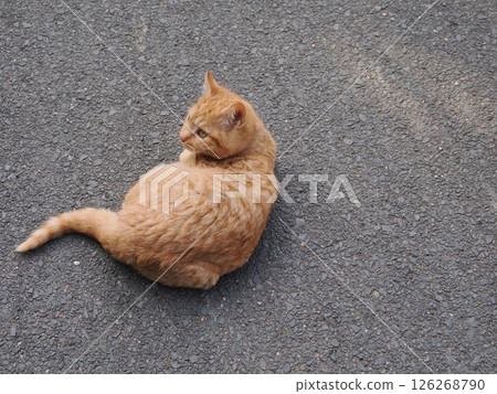 Cute kitten stretching on the cold ground Cute kitten stretching on the cold ground 126268790