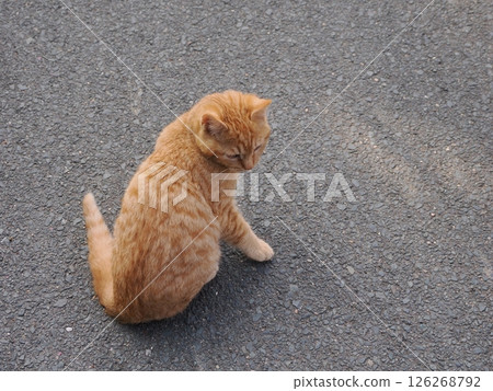 Cute kitten stretching on the cold ground Cute kitten stretching on the cold ground 126268792
