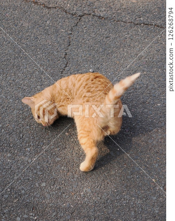 可愛的小貓在冰冷的地面上伸展身體 126268794