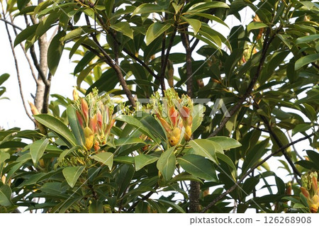 Machilus flowers, April 2025 126268908