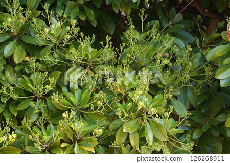 Machilus flowers, April 2025 126268911