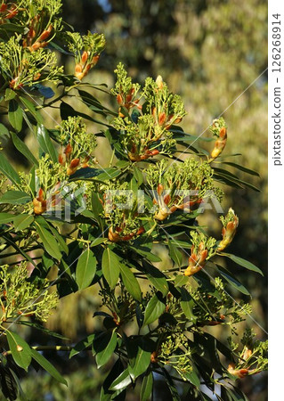 2025年4月,潤楠花 2025年4月,潤楠花 126268914