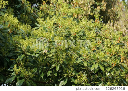 Machilus flowers, April 2025 126268916