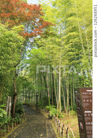 Bamboo Forest Path in Shuzenji Onsen 126268951