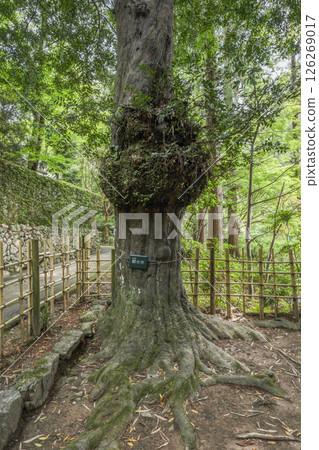 The "nagi tree" at Ryutanji Temple (Hamamatsu City) 126269017