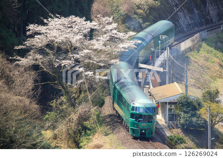 JR九州特快「由布院之森」經過的杉川內站，櫻花盛開。 126269024