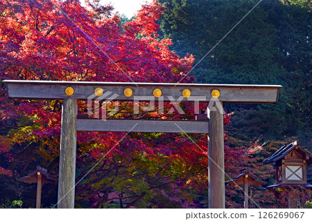 Hyuga Daijingu Shrine surrounded by autumn leaves Hyuga Daijingu Shrine surrounded by autumn leaves 126269067