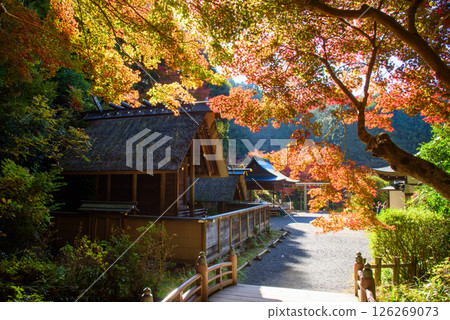 Hyuga Daijingu Shrine surrounded by autumn leaves 126269073
