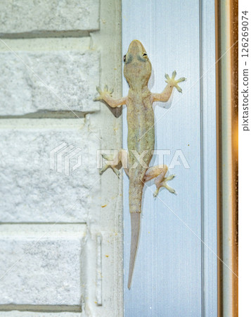 Gecko of Ishigaki Island (Ishigaki City, Okinawa Prefecture) 126269074