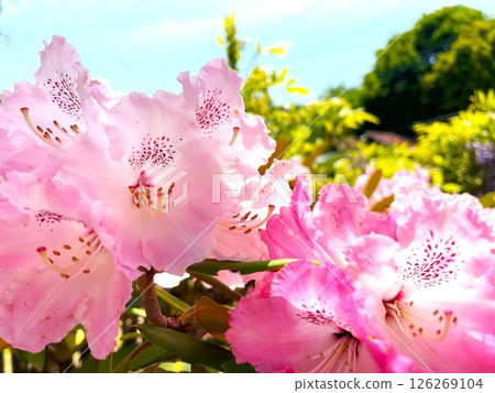 粉紅杜鵑花和藍天 粉紅杜鵑花和藍天 126269104