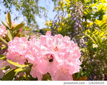 Pink rhododendron and green 126269105