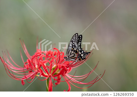 在簇狀孤挺花停止的Swallowtail蝴蝶 126269350