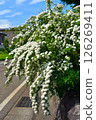 White cordine 126269411