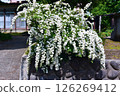 White cordine 126269412