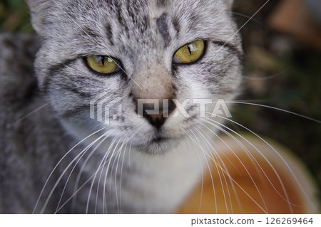Handsome cat staring Handsome cat staring 126269464