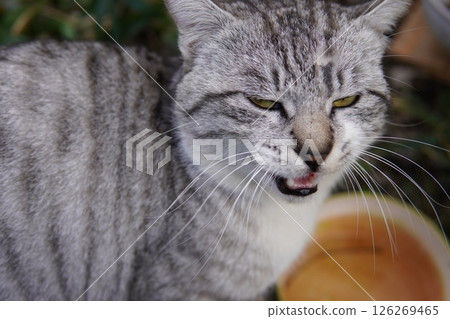Handsome cat staring 126269465