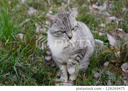 Handsome cat staring Handsome cat staring 126269475