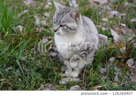 Handsome cat staring 126269487