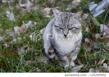 英俊的貓凝視 英俊的貓凝視 126269492