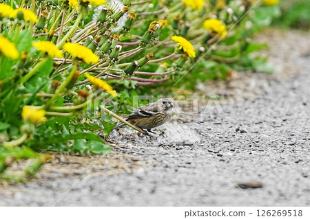 一隻朱雀正在吃蒲公英絨毛 126269518