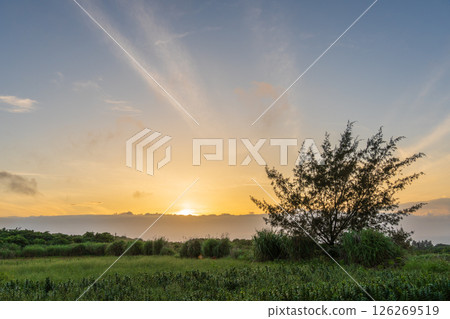 日落天空和田野角落的一棵樹 126269519