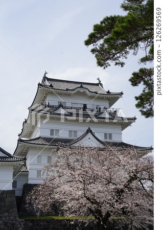 櫻花盛開的小田原城 四月 小田原 151 小田原城與櫻花 126269569