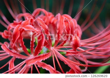 群集孤挺花 群集孤挺花 126269620