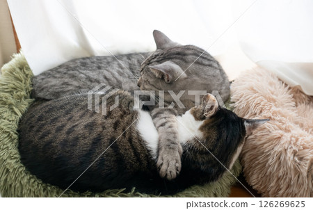 兩隻貓睡在窗邊 126269625