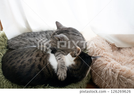 兩隻貓睡在窗邊 兩隻貓睡在窗邊 126269626