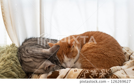 兩隻貓睡在窗邊 126269627