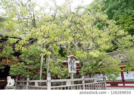Kyushu Shrine: Dazaifu Kyushu Shrine: Dazaifu 126269650