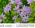 Pink flowers (clematis) 126269708